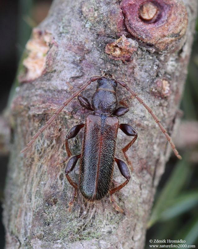 tesařík, Poecilium glabratum, Callidiini, Cerambycidae (Brouci, Coleoptera)